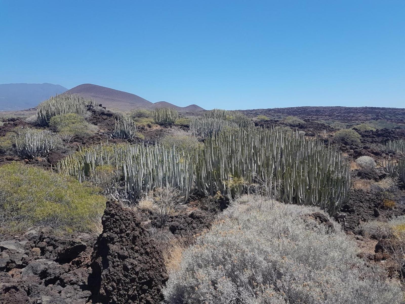 Las Palmeras Puertito de Guimar Eksteriør billede